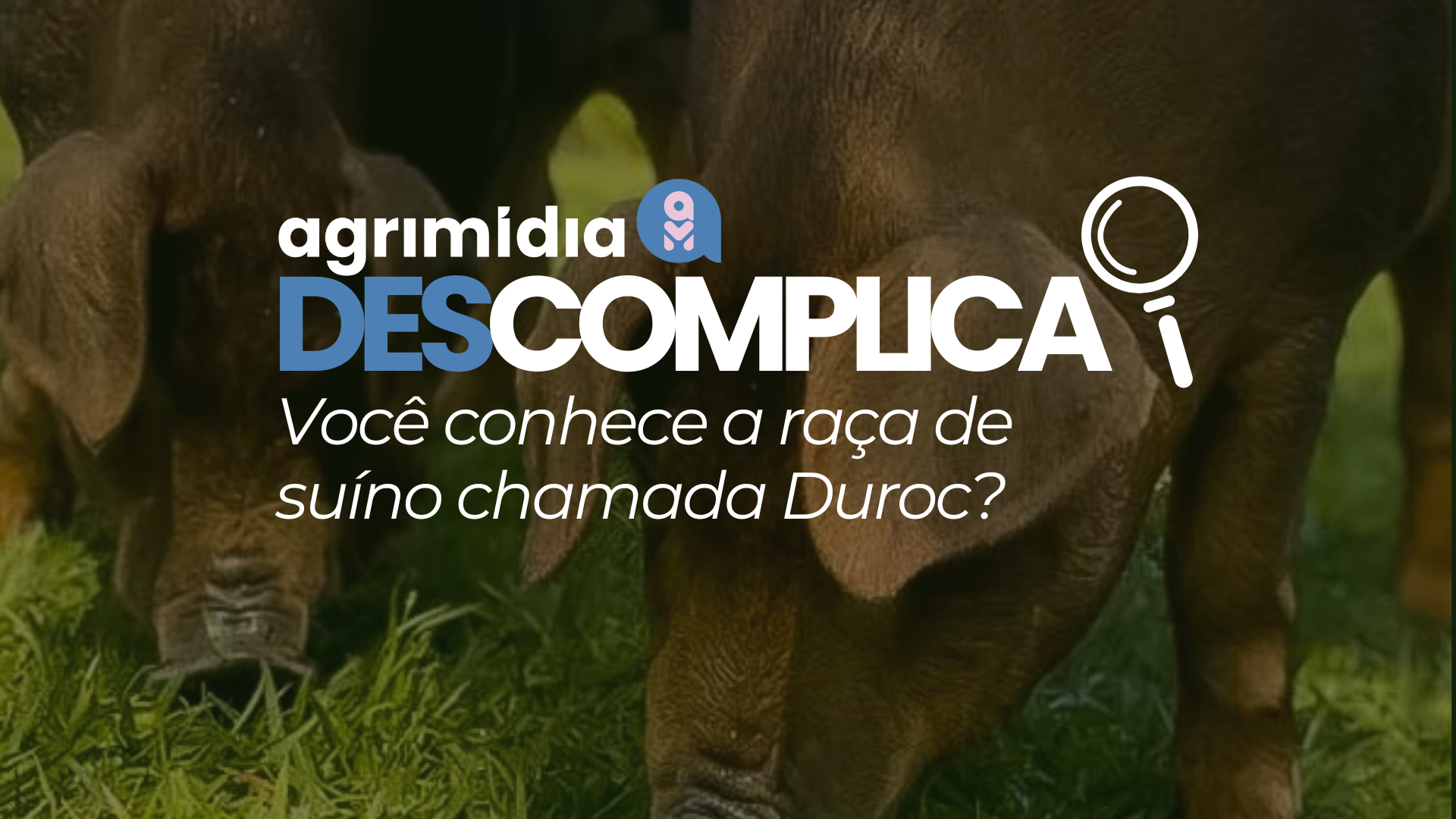 Agrimidia Descomplica: Você conhece a raça de suíno chamada Duroc? O que torna a carne suína Duroc a nova aposta gourmet? Agrimidia Descomplica: Você conhece a raça de suíno chamada Duroc? O que torna a carne suína Duroc a nova aposta gourmet?