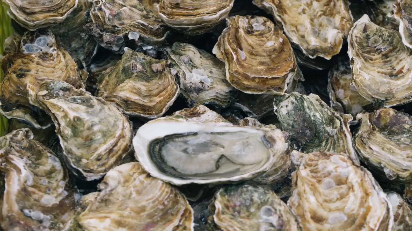 UFSC é uma das instituições responsáveis pela introdução da maricultura em Santa Catarina