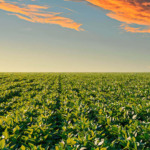 STF mantém validade de lei de MT que restringe incentivos a empresas ligadas à Moratória da Soja