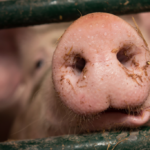 Suinocultura de Mato Grosso do Sul ganha projeção internacional com status sanitário e avanço nas exportações