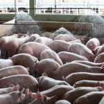 Suinocultura brasileira ganha reforço sanitário com nova plataforma nacional de inteligência em dados