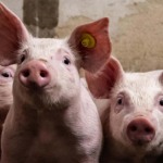 Produtores dos EUA exigem blindagem do acordo com México e Canadá Produtores dos EUA exigem blindagem do acordo com México e Canadá