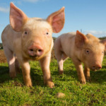 Preços do suíno caem até 20% em um mês e pressionam mercado independente Preços do suíno caem até 20% em um mês e pressionam mercado independente