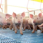 Surtos de Peste Suína Africana na Espanha colocam produtores britânicos em alerta máximo