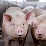 Mercado de suínos dos EUA encerra 2025 em baixa com pressão de oferta e vendas de fundos