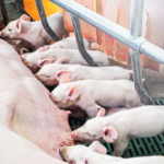 Governo do Reino Unido sinaliza fim gradual das baias de parto Governo do Reino Unido sinaliza fim gradual das baias de parto