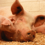 Santa Catarina celebra 10 anos como zona livre de Peste Suína Clássica e consolida liderança em exportações