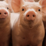 Surto de Peste Suína Africana na Estônia leva ao abate de mais de 20 mil suínos