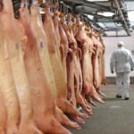 Rússia dispara e deve se tornar o 5º Maior exportador mundial de carne suína em 2025