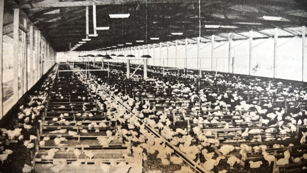 #TBT Agrimidia: o desafio da Influenza Aviária na avicultura mundial no passado