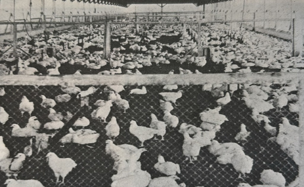 #TBT Agrimidia: O Papel do iodo na Avicultura Brasileira em 1983