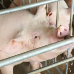 Especialistas detalham vantagens e práticas da medicação via água em suínos Especialistas detalham vantagens e práticas da medicação via água em suínos