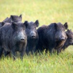 Surto de Peste Suína Africana na Espanha gera alerta no Brasil