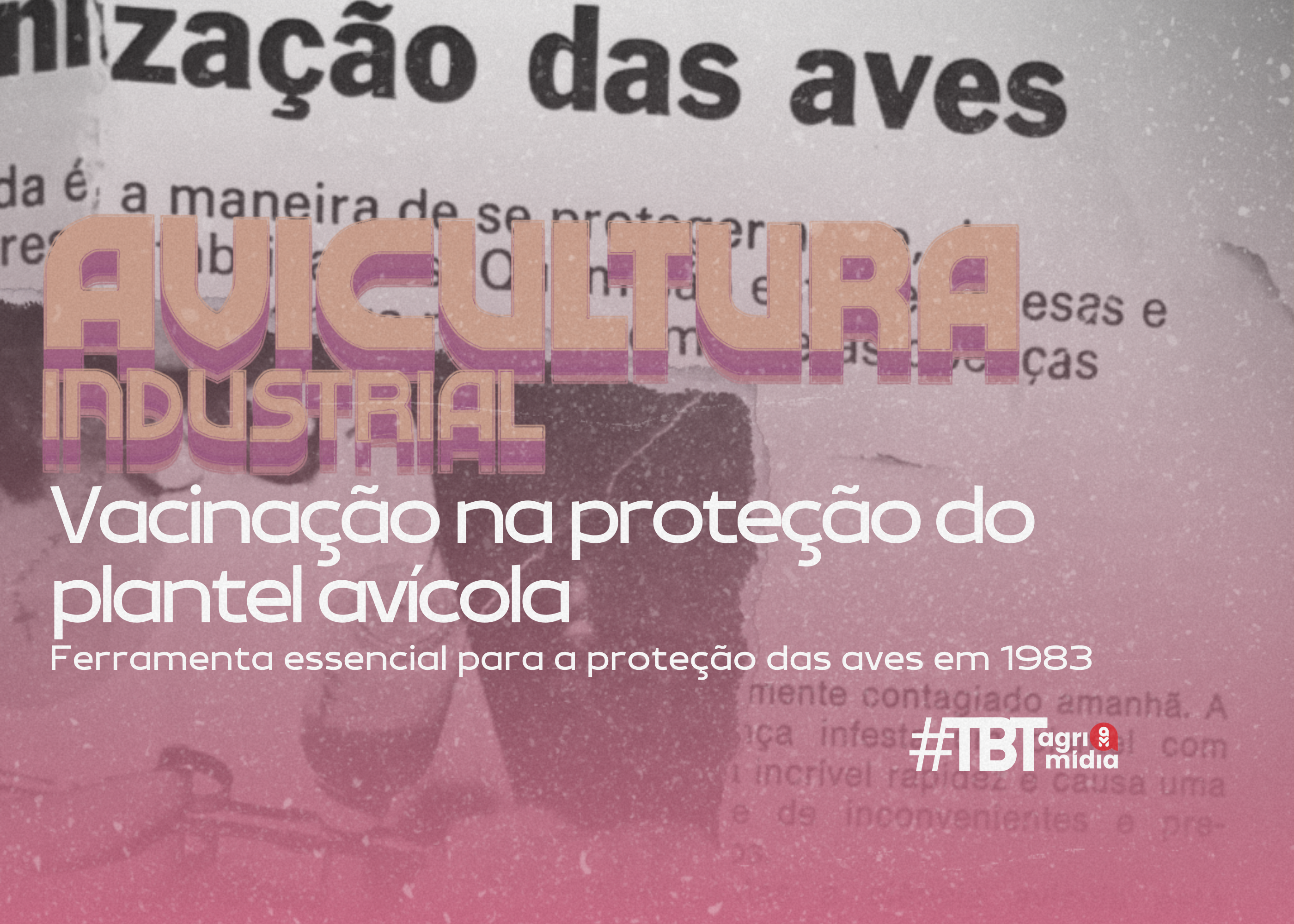 #TBT Agrimidia: O papel da vacinação na proteção do plantel no início da década de 80 #TBT Agrimidia: O papel da vacinação na proteção do plantel no início da década de 80