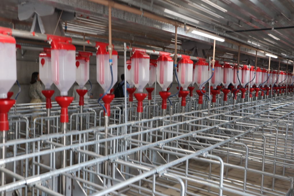 Agrimidia Entrevista: Exclusiva com Alexandre Rosa, diretor superintendente da Agroceres PIC na Inauguração da nova UDG em Campo Grande (MS)