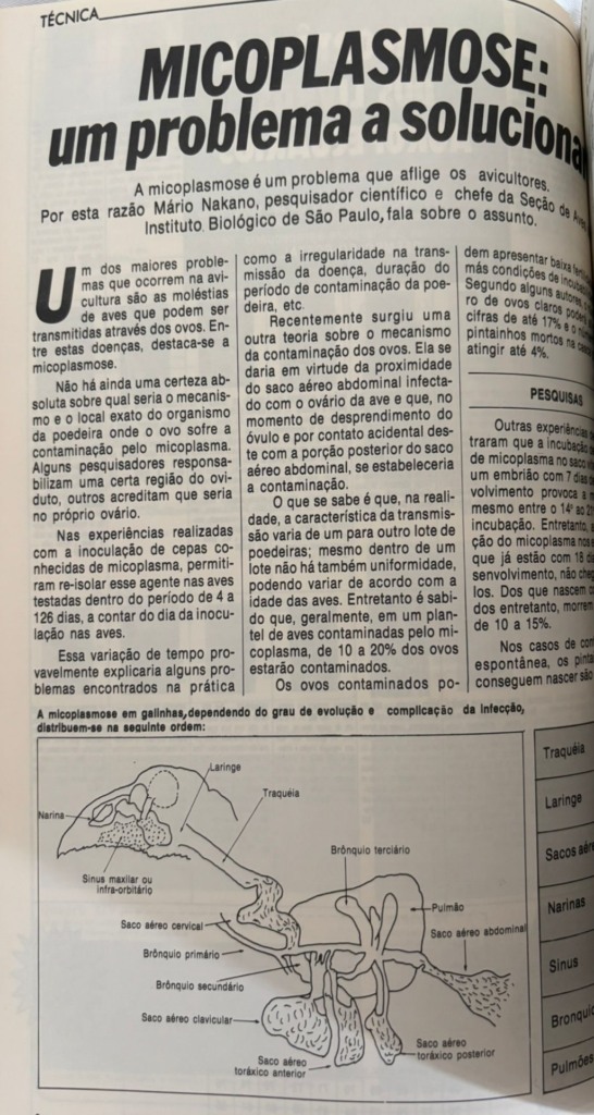 #TBTAgrimidia: Micoplasmose na avicultura – Desafios e contaminação por ovos nos anos 80