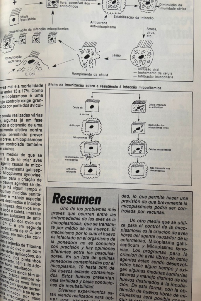 #TBTAgrimidia: Micoplasmose na avicultura – Desafios e contaminação por ovos nos anos 80