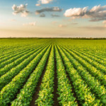 Agro brasileiro reforça protagonismo na transição energética em debate com diplomatas