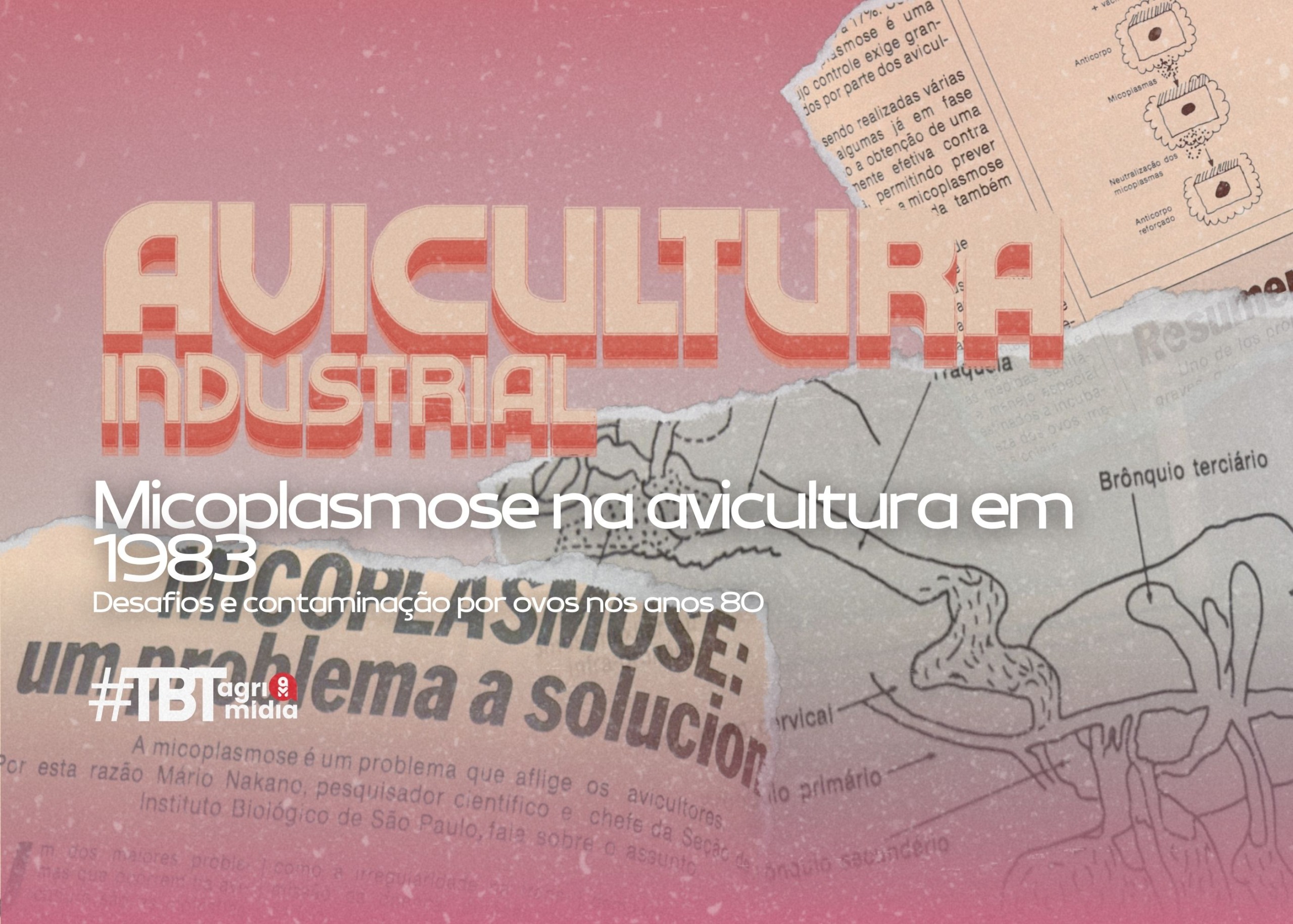 #TBTAgrimidia: Micoplasmose na avicultura - Desafios e contaminação por ovos nos anos 80 #TBTAgrimidia: Micoplasmose na avicultura - Desafios e contaminação por ovos nos anos 80