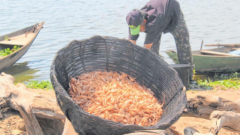 Rio Grande do Norte apresenta projeto para interiorizar produção de camarão