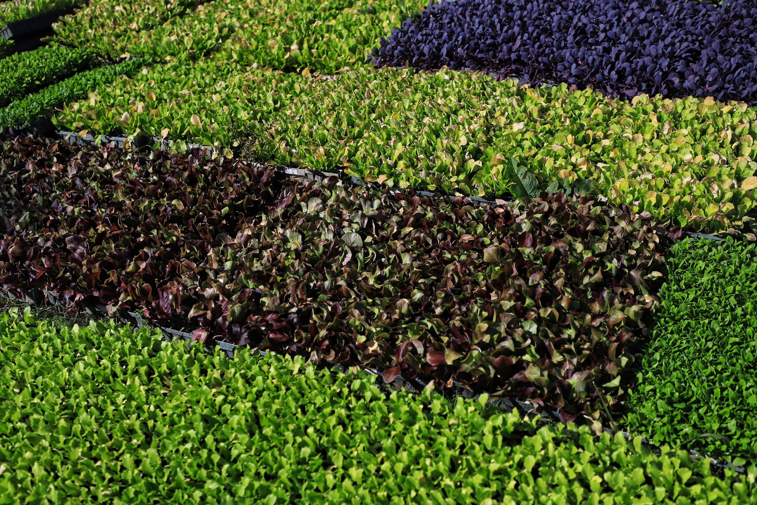 Cooperativa de orgânicos. Tijucas do Sul. Foto: José Fernando Ogura/AEN