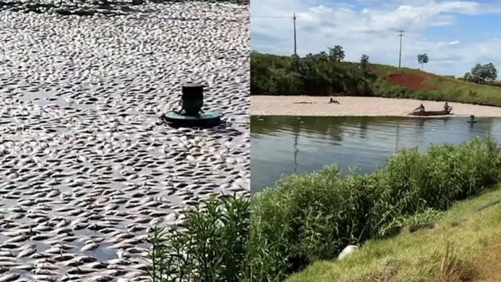 Falha elétrica causa mortalidade de 150 mil tilápias no Paraná