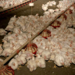 Sidrolândia (MS) ganha "Aviário Escola" para resolver falta de mão de obra qualificada na avicultura Sidrolândia (MS) ganha "Aviário Escola" para resolver falta de mão de obra qualificada na avicultura