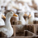 Novos focos de Influenza Aviária atingem perus e patos nos EUA e Canadá