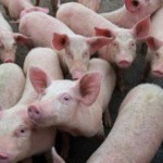 Pesquisa britânica busca superar falhas de segurança na imunização contra PSA Pesquisa britânica busca superar falhas de segurança na imunização contra PSA