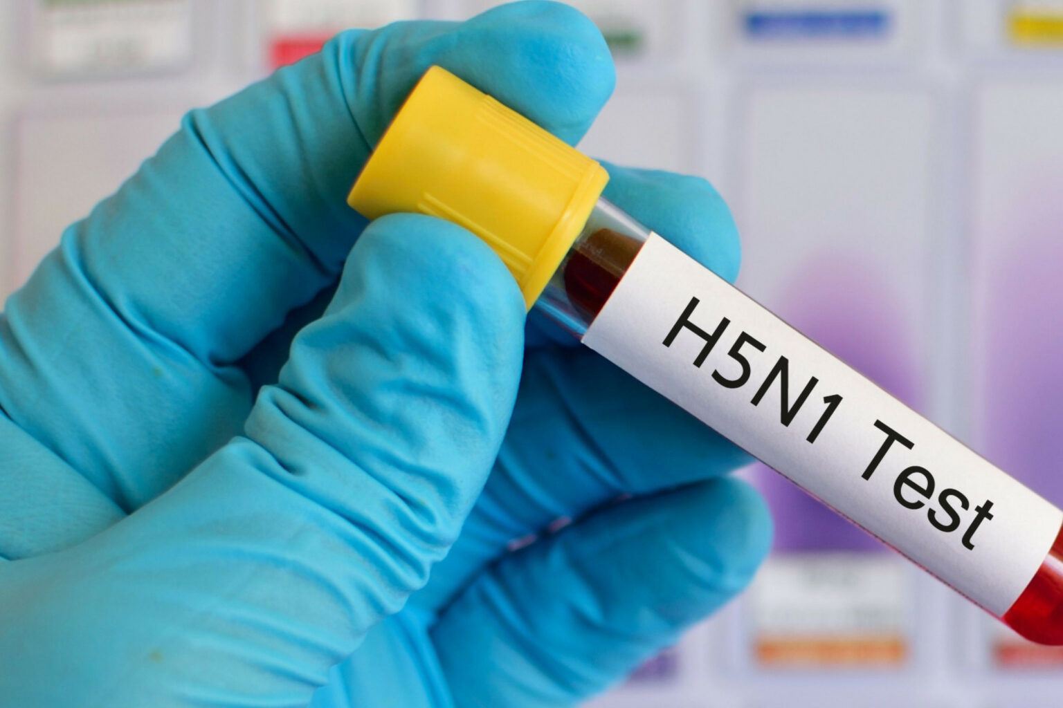 Gripe Aviária em bovinos: sem risco de transmissão para humanos