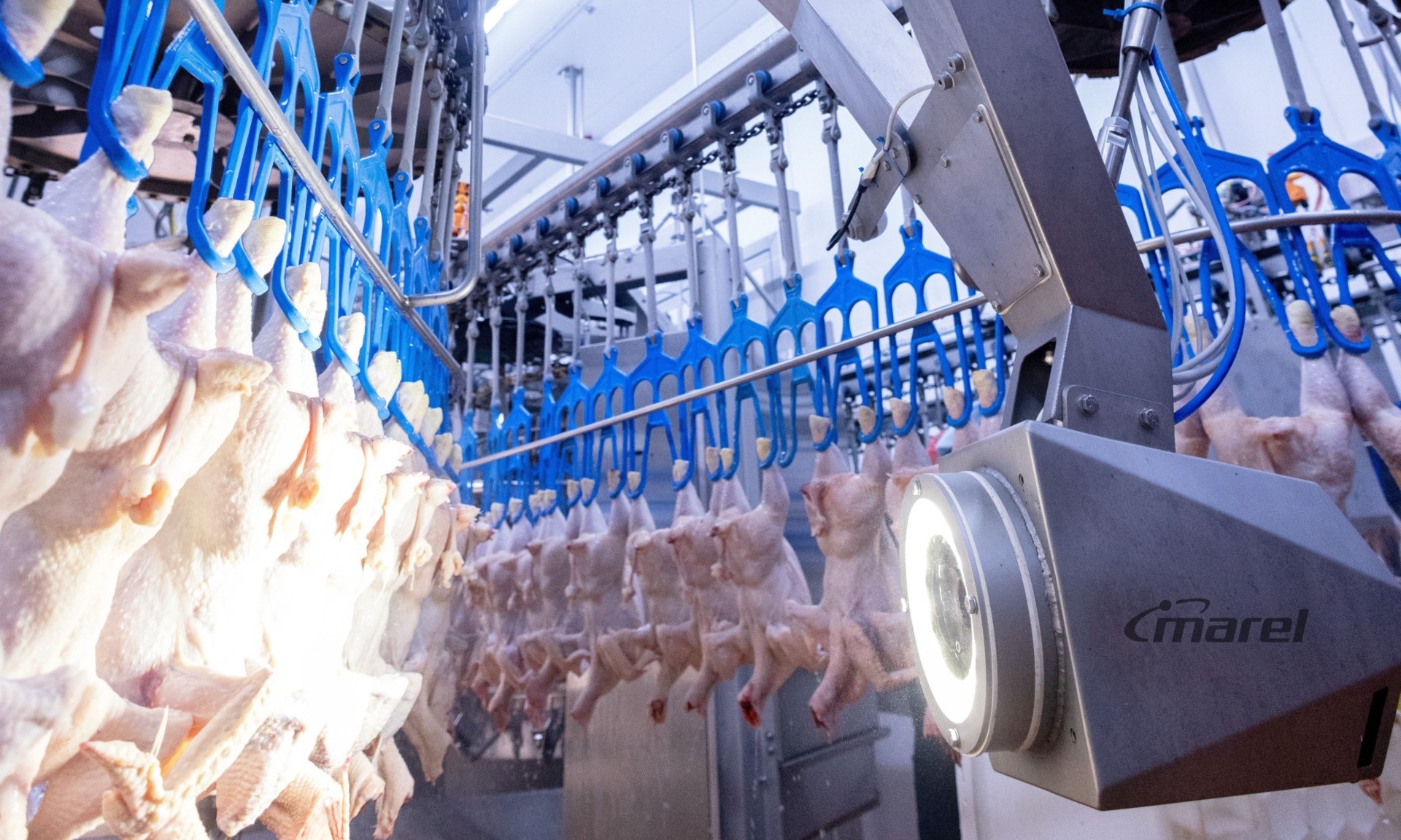 Marel apresentará inovações em processamento de aves e carnes na IPPE 2025