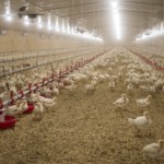 Cazaquistão avança para produção interna em carne de frango e mira exportações para a UE