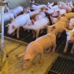 Salto nos casos de Disenteria Suína exige resposta urgente de biossegurança em países da Europa Salto nos casos de Disenteria Suína exige resposta urgente de biossegurança em países da Europa