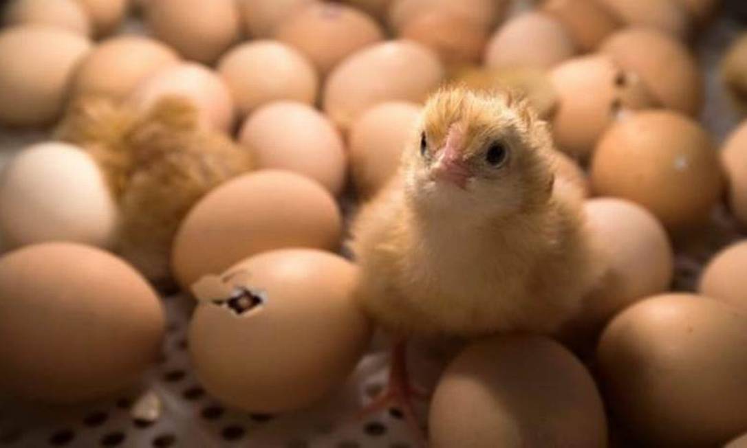 Perdue Farms inova com a incubação na fazenda NestBorn