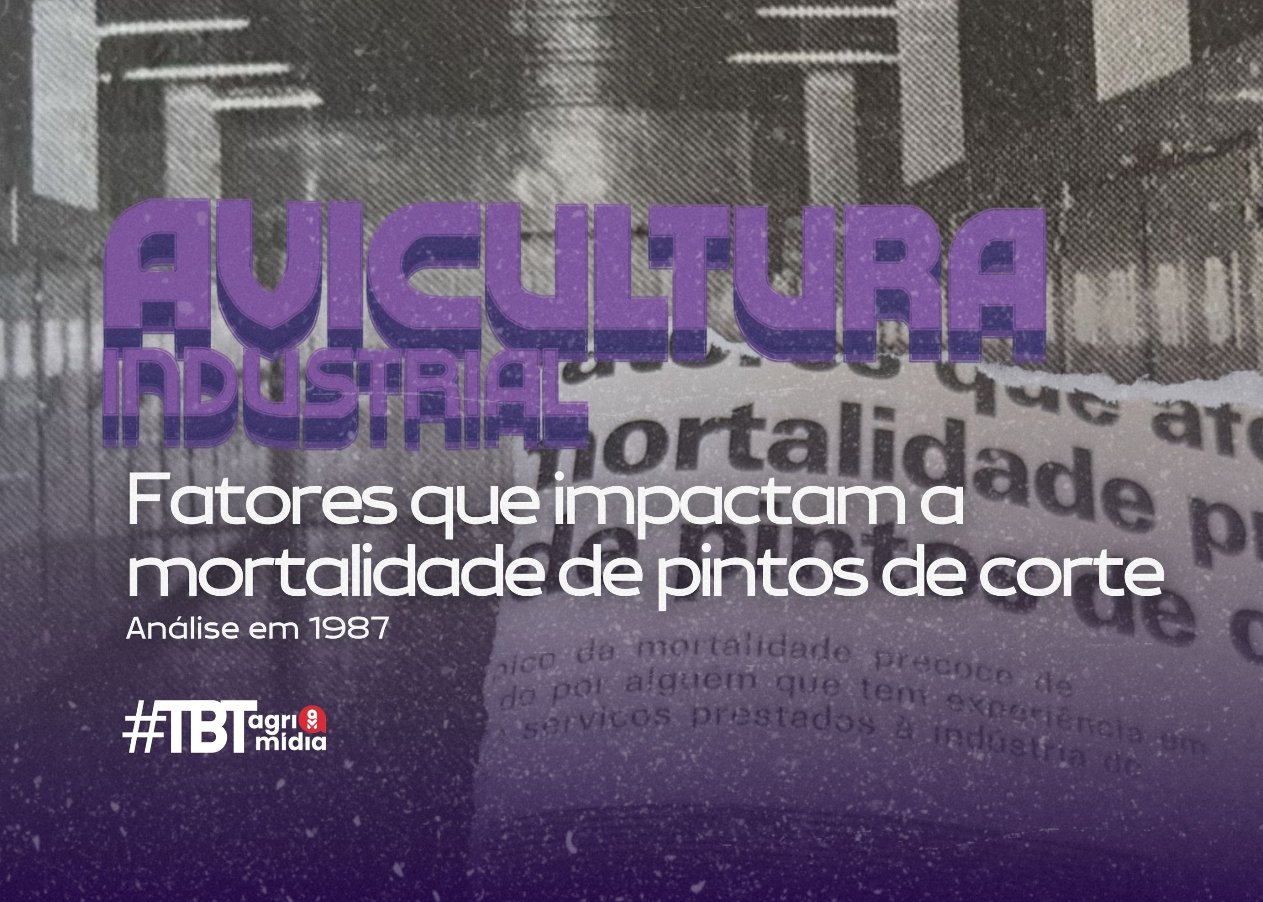 #TBT Agrimidia: Fatores que impactam a mortalidade de pintos de corte, em 1987