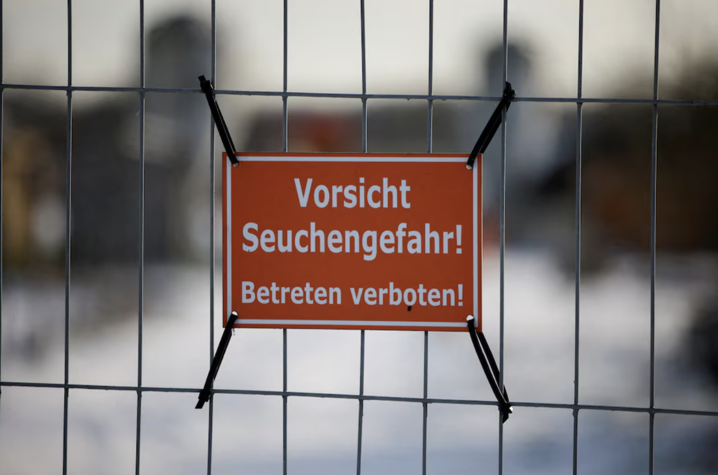 Alemanha: mercado de suínos estável com esperanças de contenção da febre aftosa