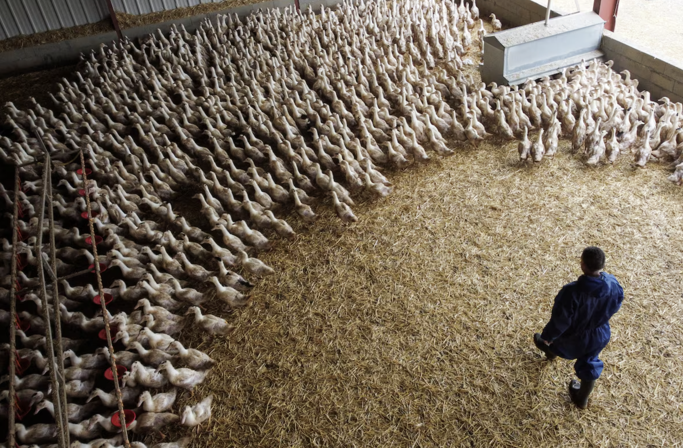 Vacinação contra Influenza Aviária impulsiona recuperação da produção avícola na França