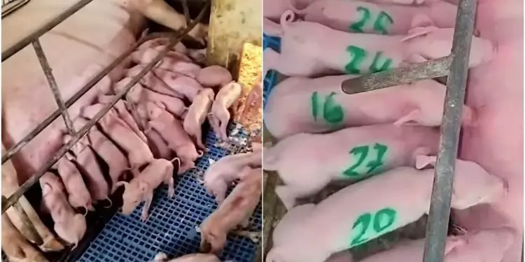 Aconteceu novamente: Suínos dão à luz 54 leitões em Goiás e surpreendem criadores