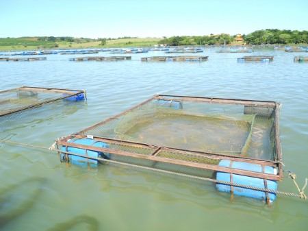 Inovação na Aquicultura: novos protocolos de certificação para o filé de tilápia