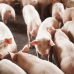 A França já não é autossuficiente em carne de suína, abrindo possibilidades para outros mercados