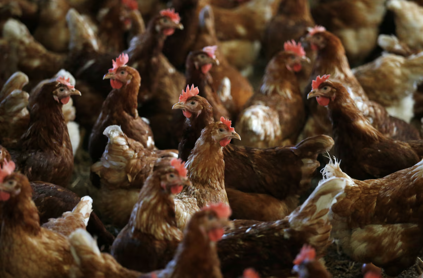 Holanda inicia vacinação de galinhas contra Influenza Aviária em programa piloto