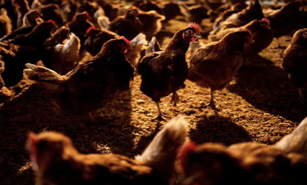 Secretário de Saúde dos EUA defende testes intensivos de medicamentos para Influenza Aviária em aves