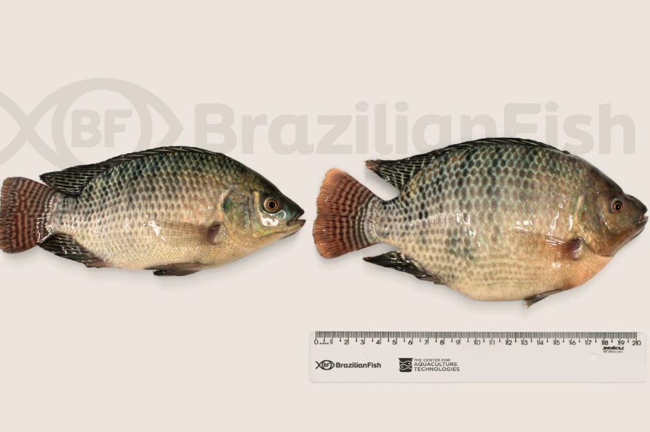 Super Tilápia: empresa brasileira aposta em edição gênica para impulsionar mercado global