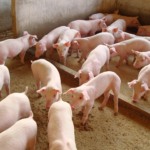 Preço do suíno vivo na China atinge mínima de quatro anos em meio a superprodução e crise demográfica