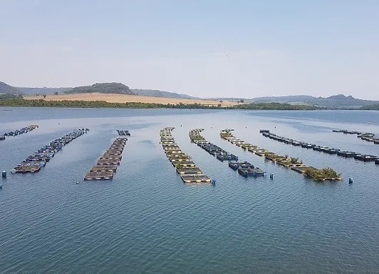 Cooperativismo impulsiona psicultura no interior de Minas Gerais