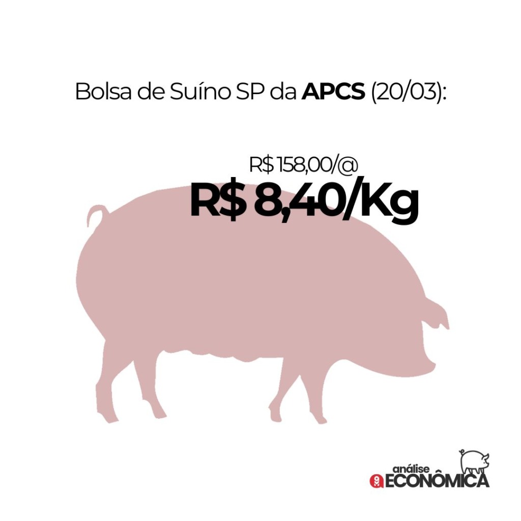 Análise econômica Suinocultura: milho em alta, suíno vivo em queda e exportações em recorde