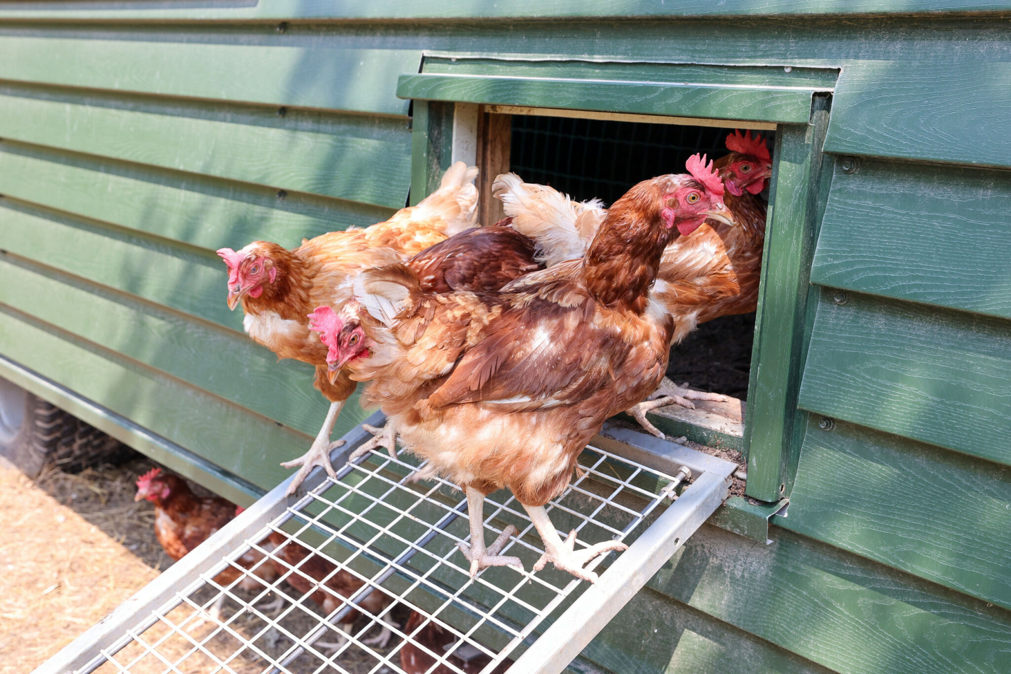 Polônia vê aumento na produção de galinhas poedeiras após longa crise