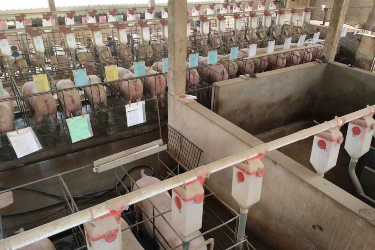 Suinocultura ilegal e potencialmente poluidora em Lagoa Dourada