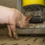 Custos de produção de suínos no Reino Unido permanecem acima da média europeia