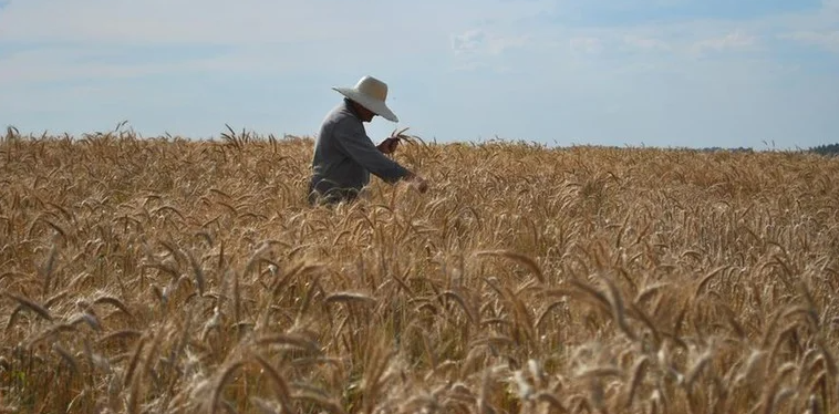 Agronegócio brasileiro bate recorde histórico e emprega 28,2 milhões de pessoas em 2024